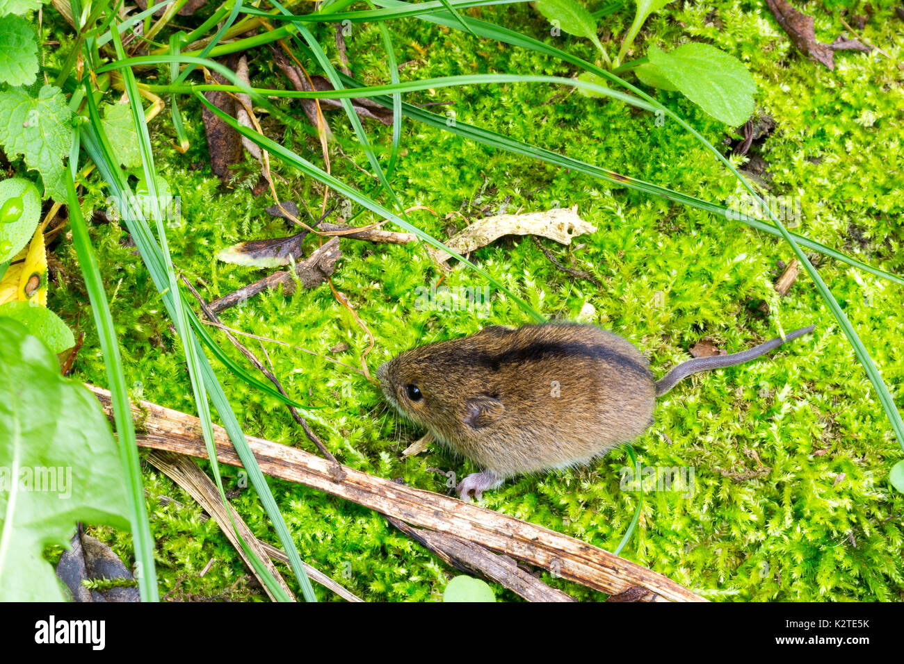 forest birch mouse (Sicista betulina) small in its natural habitat Stock  Photo - Alamy