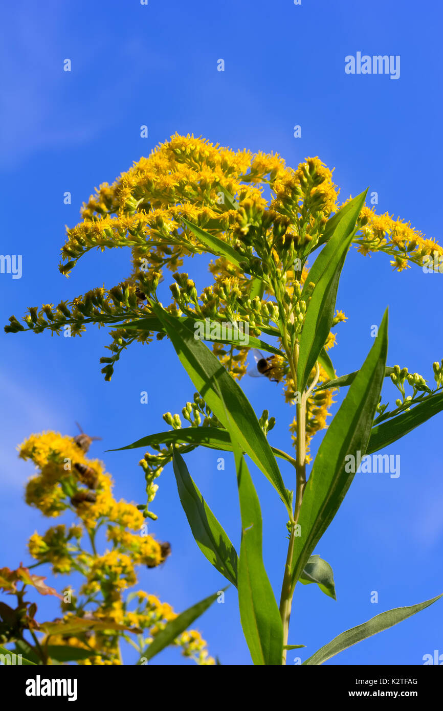 canadian goldenrod with bees collecting pollen on a blue sky background, selective focus Stock Photo