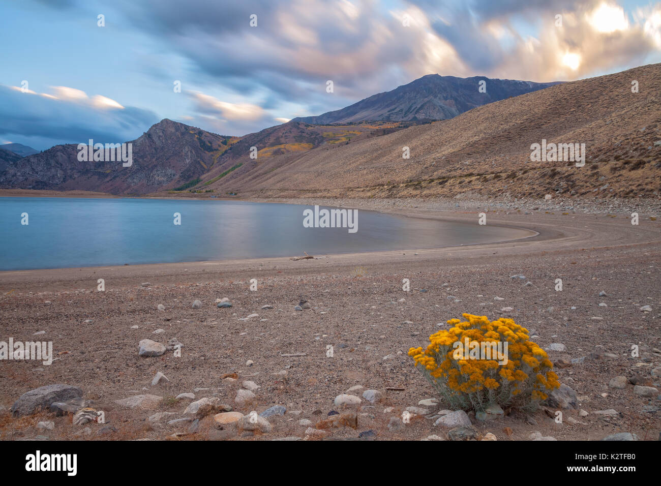 A bush of rabbitbrush (Ericameria nauseosa) bloomed as the water level at Grant Lake dropped in late fall, June Lake Loop, June Lake, California. Stock Photo