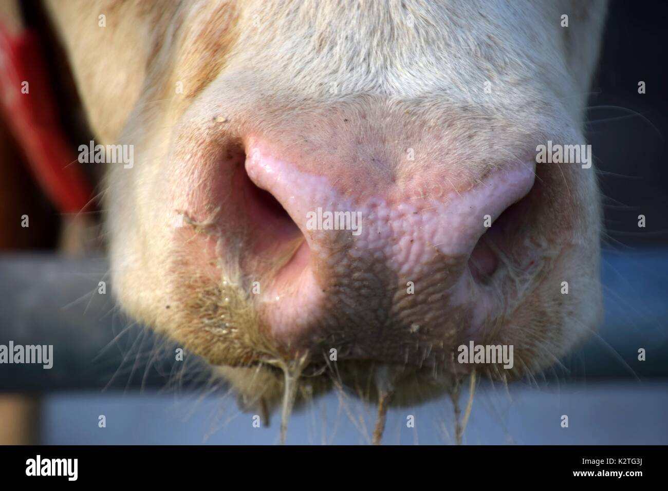 slimy nose of cow, rhinitis of cattle Stock Photo Alamy