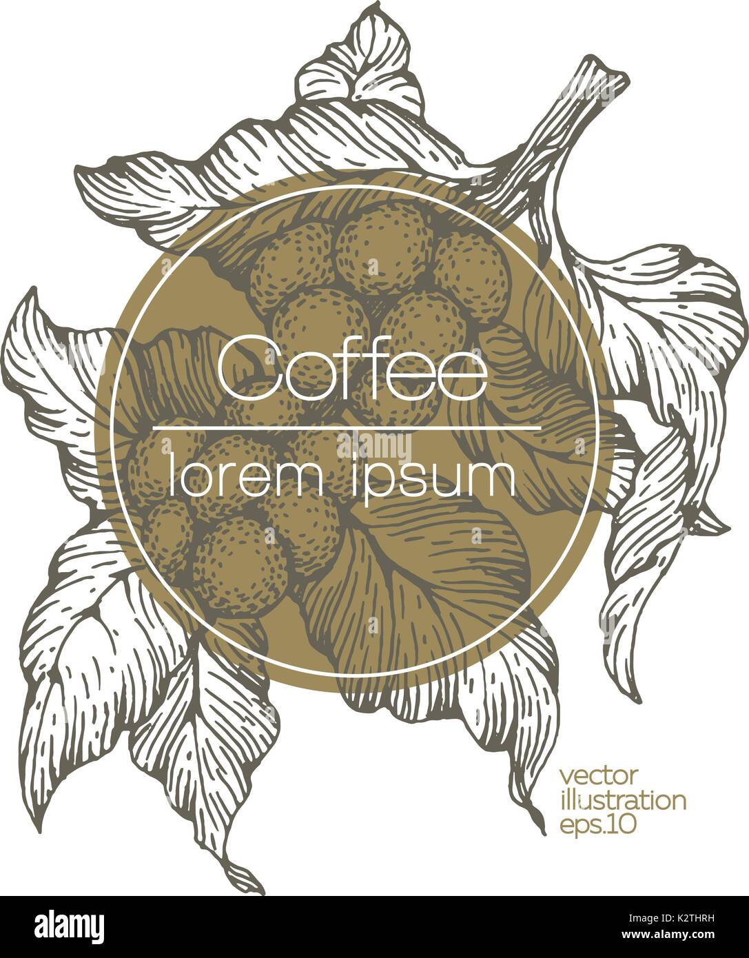 Coffee beans vector illustration. Engraved retro style illustration ...