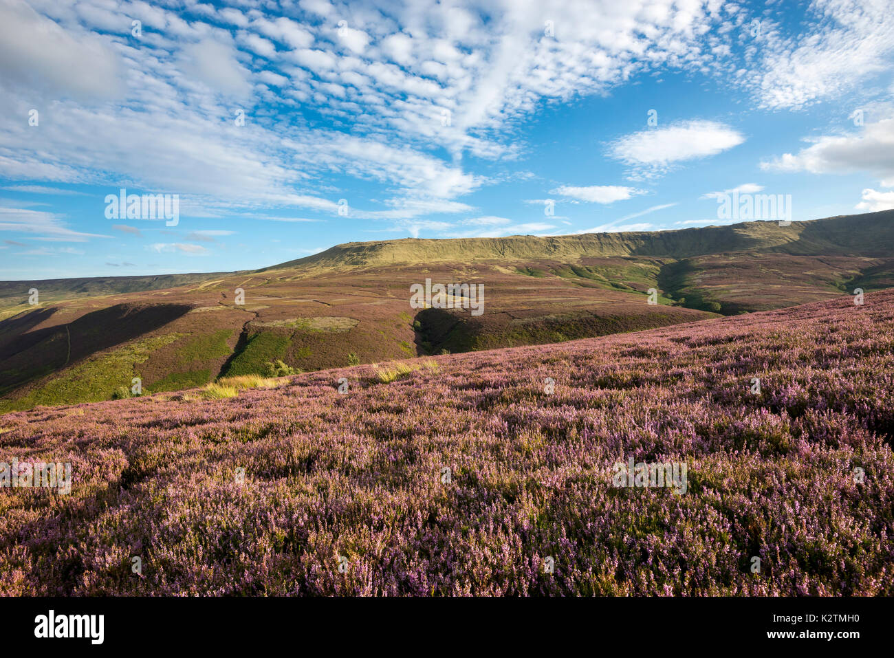 Heather moorland on a sunny summer afternoon at Fairbrook, Peak District national ,Derbyshire, England. Stock Photo