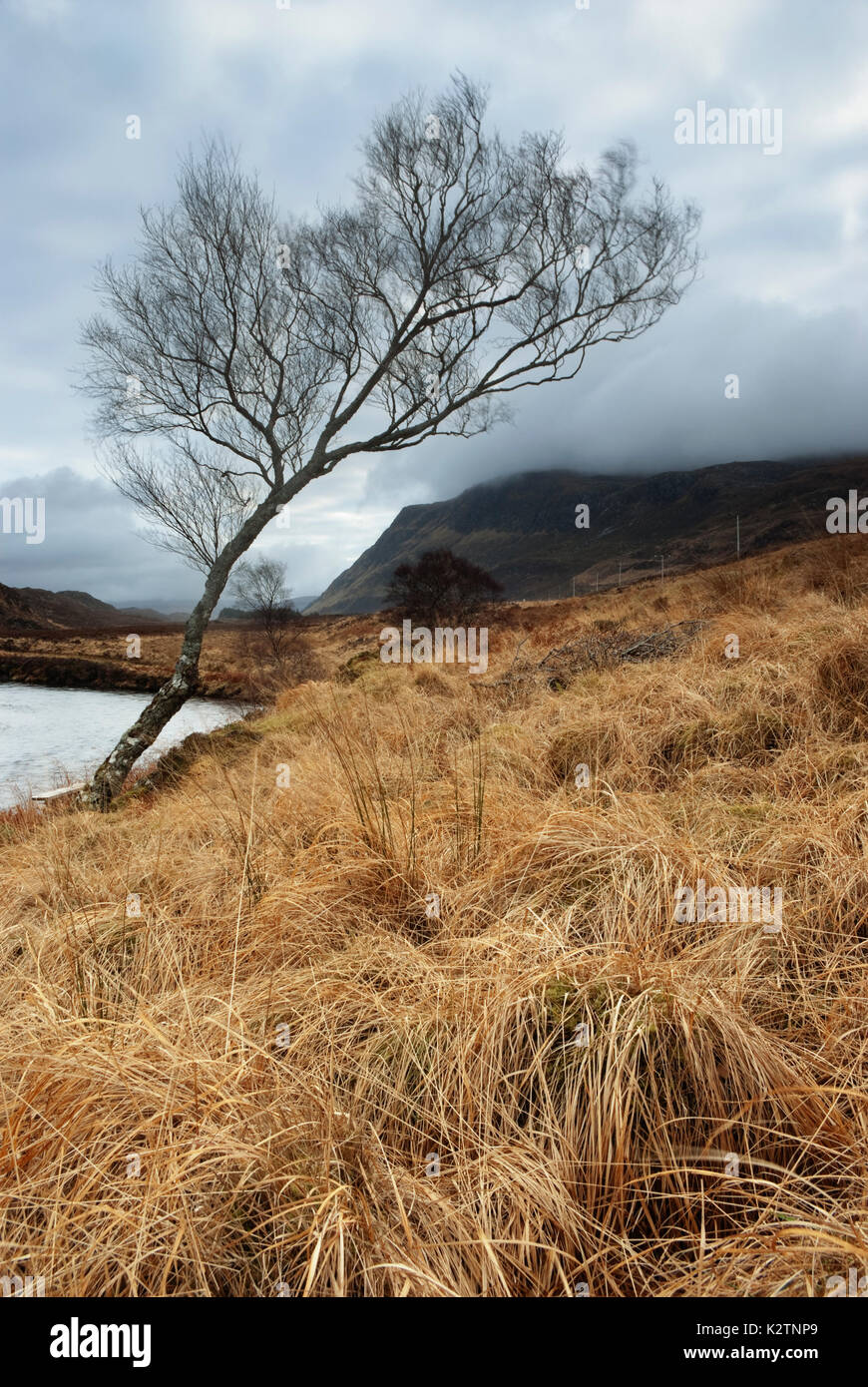Ben Stack hidden by low cloud with a birch tree, Sutherland, Scottish Highlands, Scotland, United Kingdom Stock Photo
