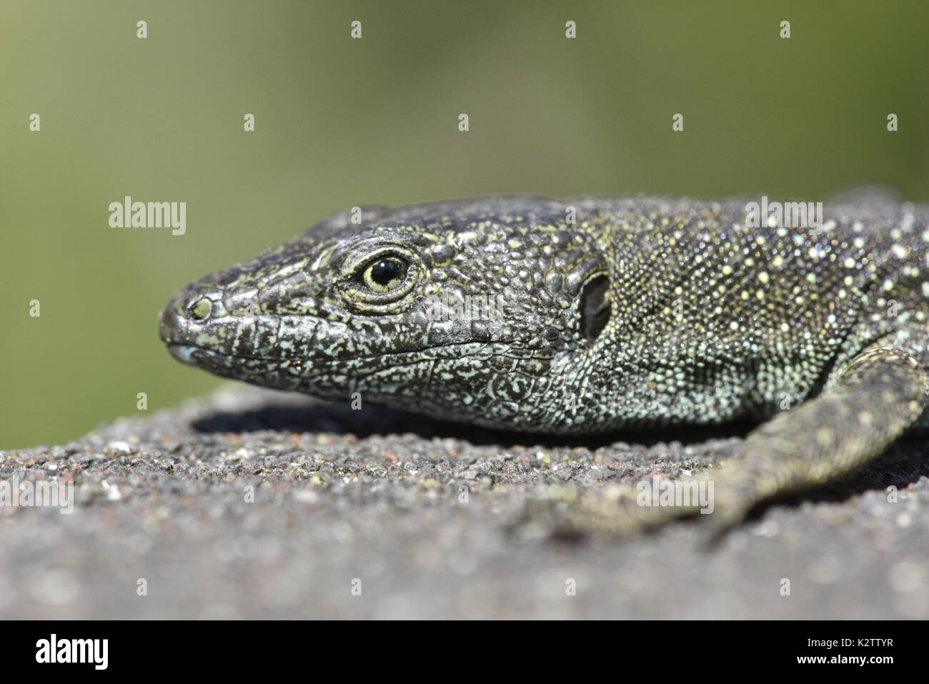 Madeiran Wall Lizard - Lacerta dugesii Stock Photo