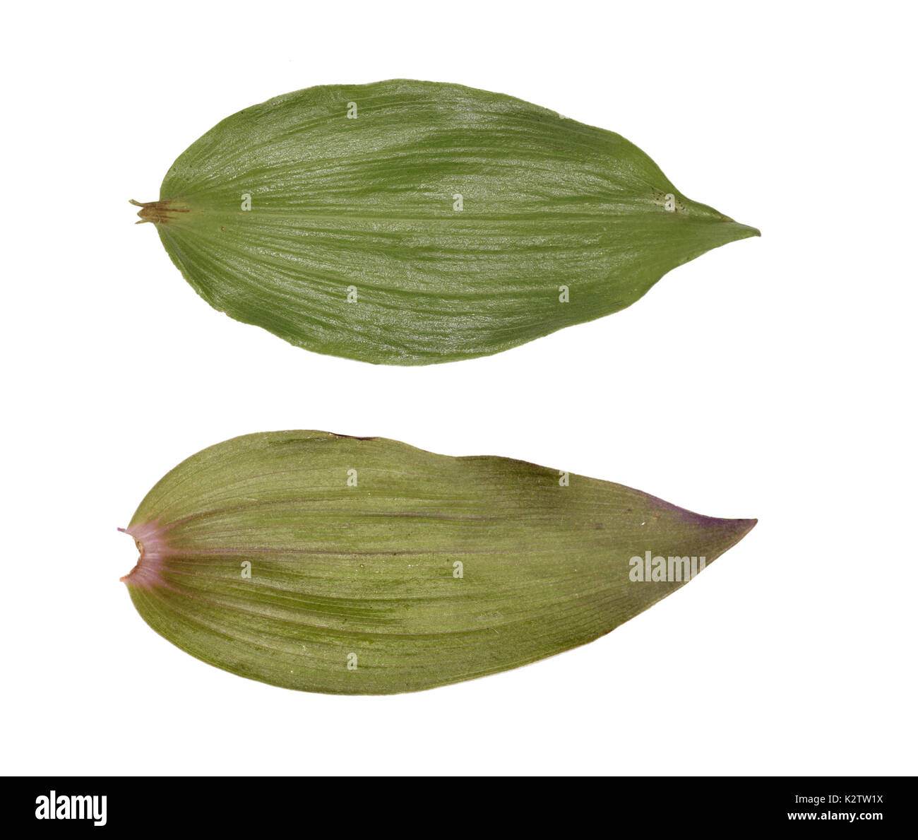 Violet helleborine - Epipactis purpurata - leaf top - upperside bottom - underside Stock Photo