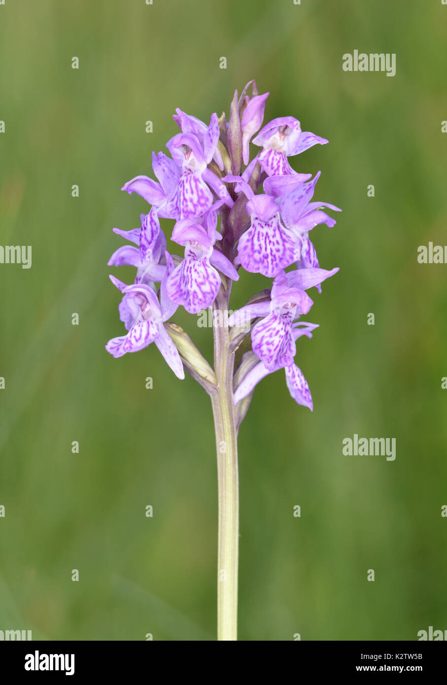 Pugley's Marsh Orchid - Dactylorhiza traunsteinerioides Stock Photo