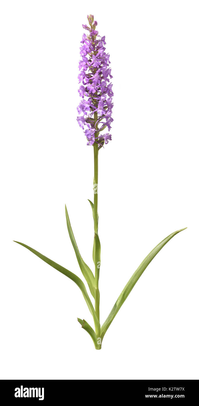 Marsh Fragrant-orchid - Gymnadenia densiflora Stock Photo