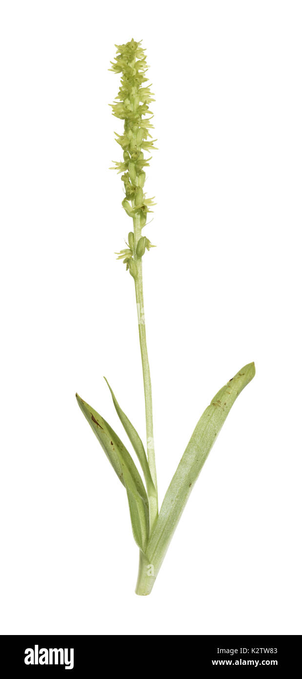 Musk Orchid - Herminium monorchis Stock Photo