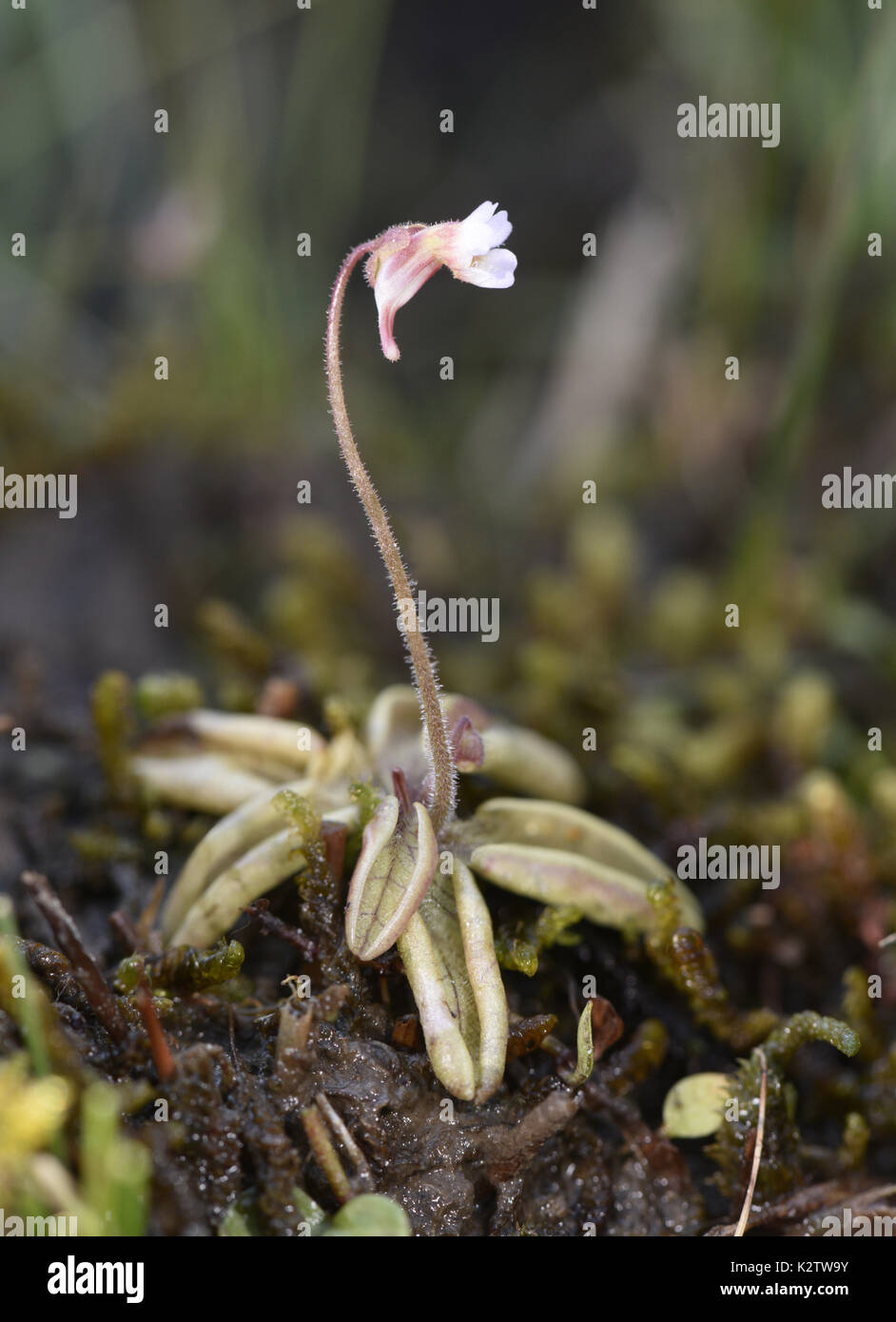 Pale Butterwort Pinguicula lusitanica Stock Photo Alamy