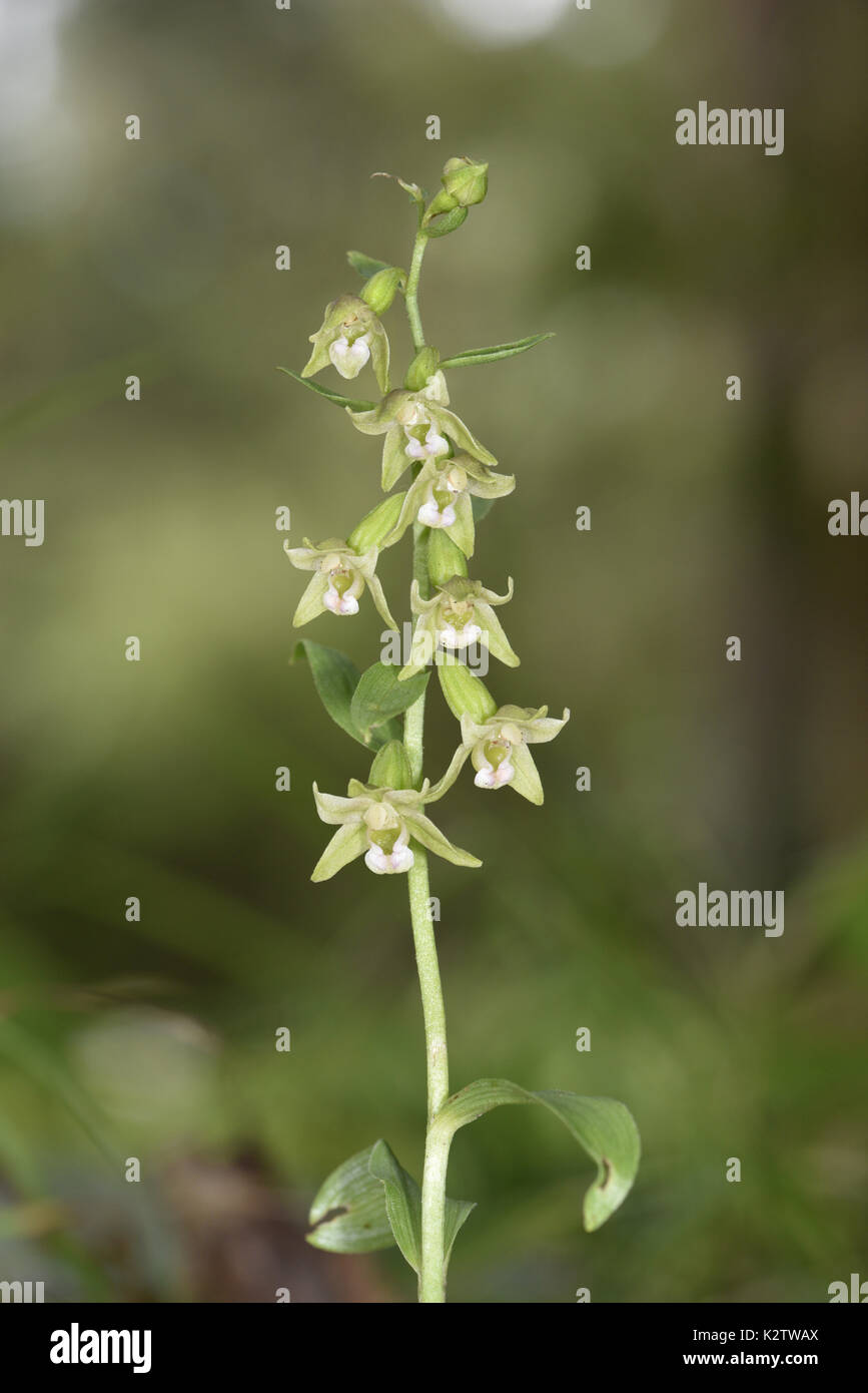 Green-flowered Helleborine - Epipactis phyllanthes Stock Photo