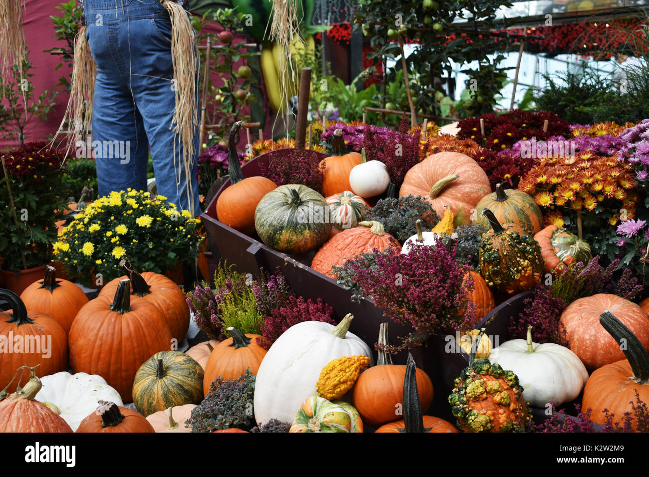 Pumpkin in autumn season hi-res stock photography and images - Alamy