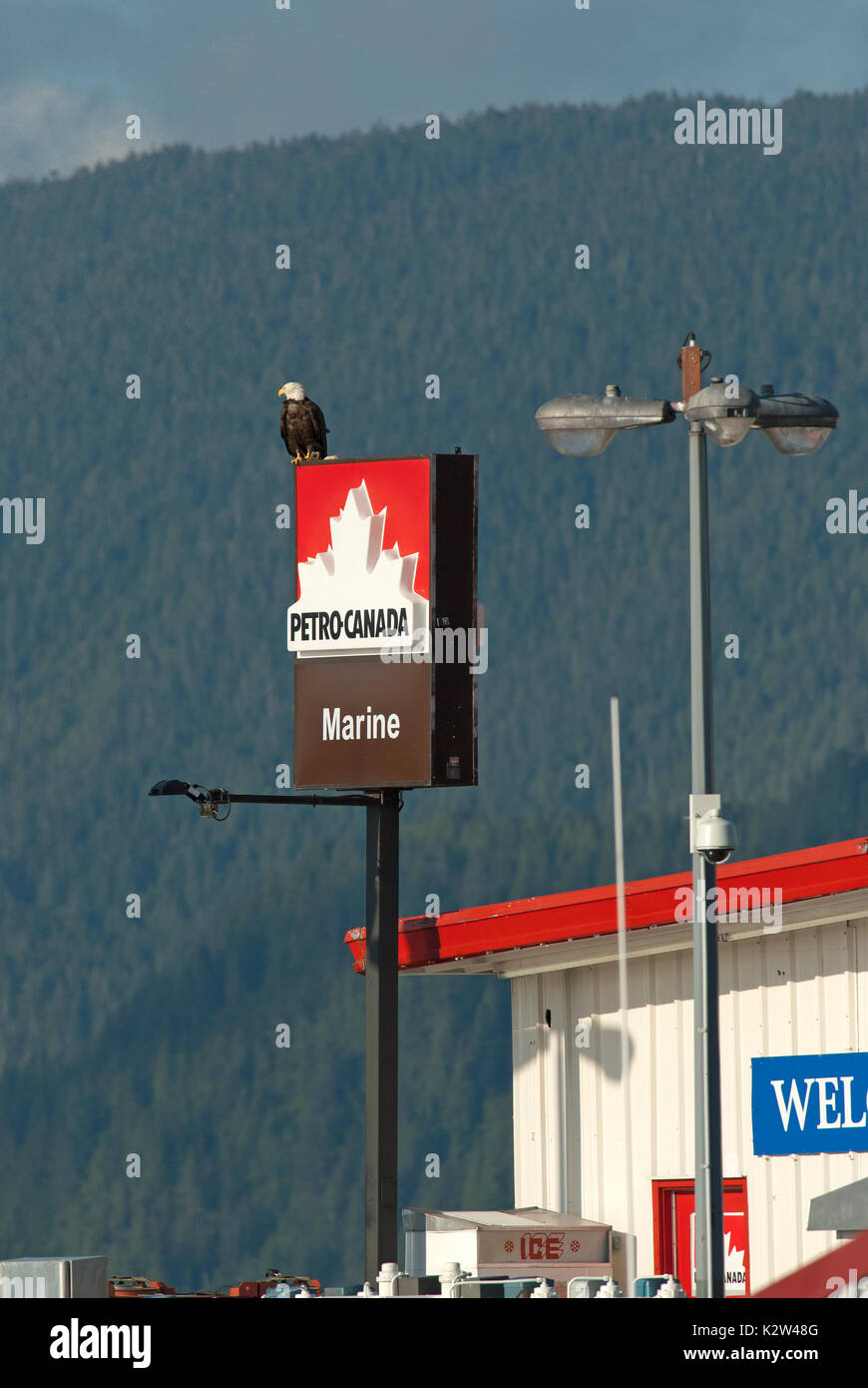 Bald eagle (haliaeetus leucocephalus) laying on the petrol station sign,  Prince Rupert, British Columbia, Canada Stock Photo