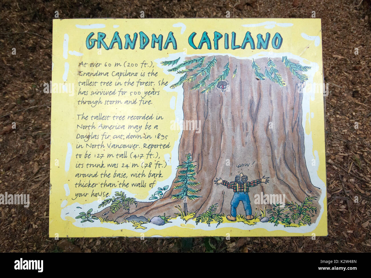 Information sign about Grandma Capilano (the tallest tree in the forest), Capilano Suspension Bridge Park, Vancouver, British Columbia, Canada Stock Photo