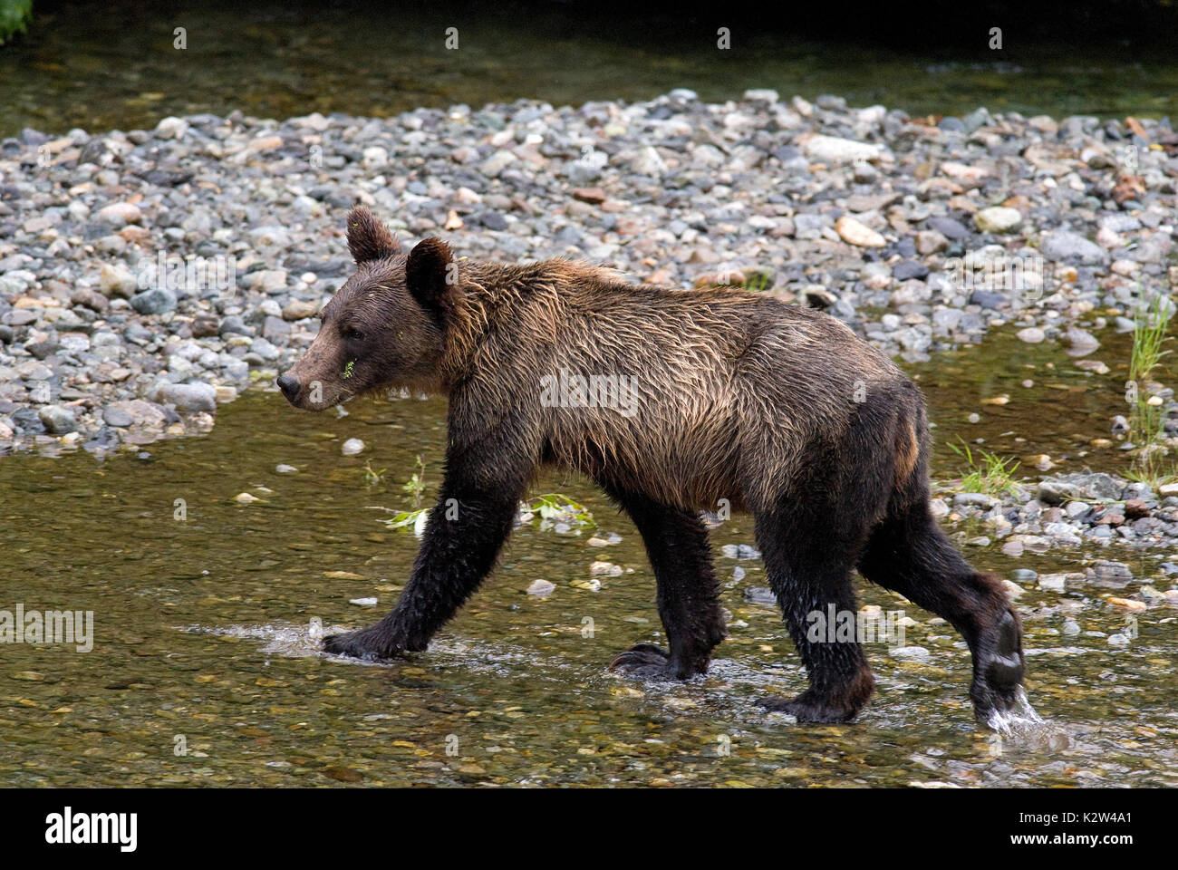 Grizzly  bear (Ursus arctos horribilis), Fish creek, Tongass National Forest, Hyder, Alaska, USA, North America Stock Photo