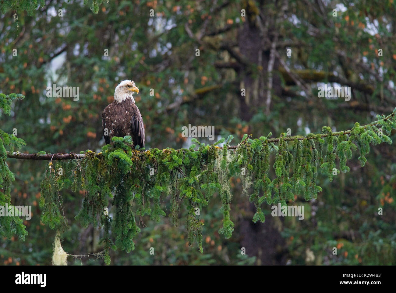 Bald eagle (Haliaeetus leucocephalus) on a tree, Tongass National Forest, Alaska, USA, North America Stock Photo