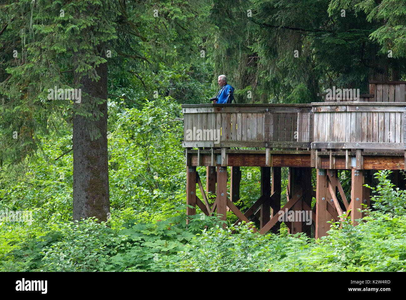 Man watching  on bear viewing platform at Fish Creek Wildlife Observation Site, Tongass National Forest, Hyder, Alaska, USA Stock Photo