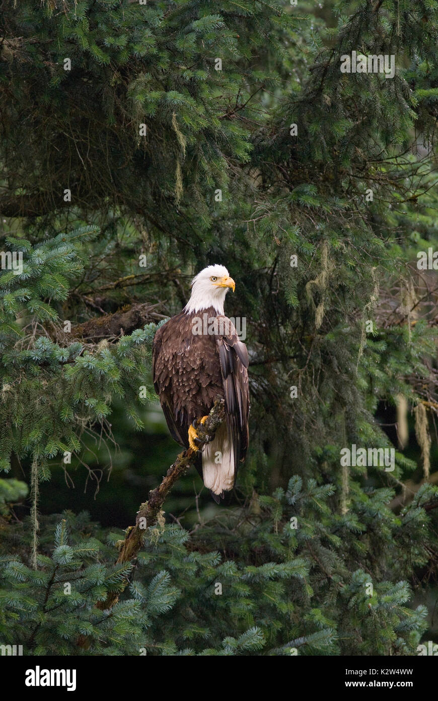 Bald eagle (Haliaeetus leucocephalus) on a tree, Tongass National Forest, Alaska, USA, North America Stock Photo