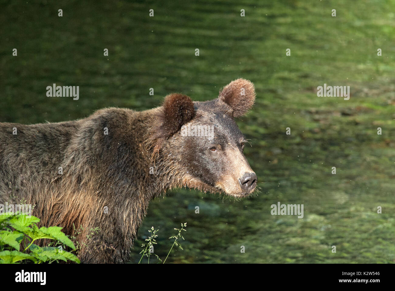 Grizzly bear (Ursus arctos horribilis), Fish creek, Tongass National Forest, Hyder, Alaska, USA, North America Stock Photo