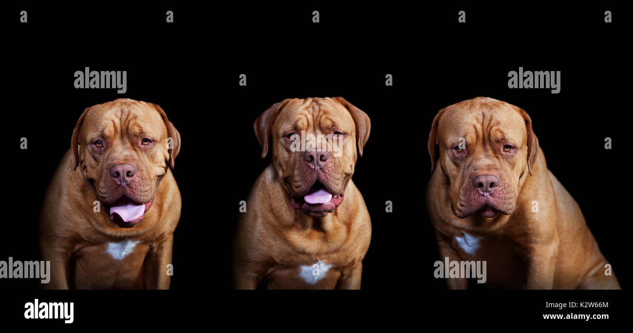Three brown bordeaux dogs against black background Stock Photo