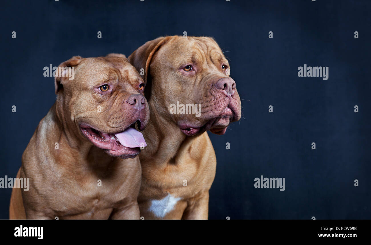 Two brown bordeaux dogs against black background Stock Photo