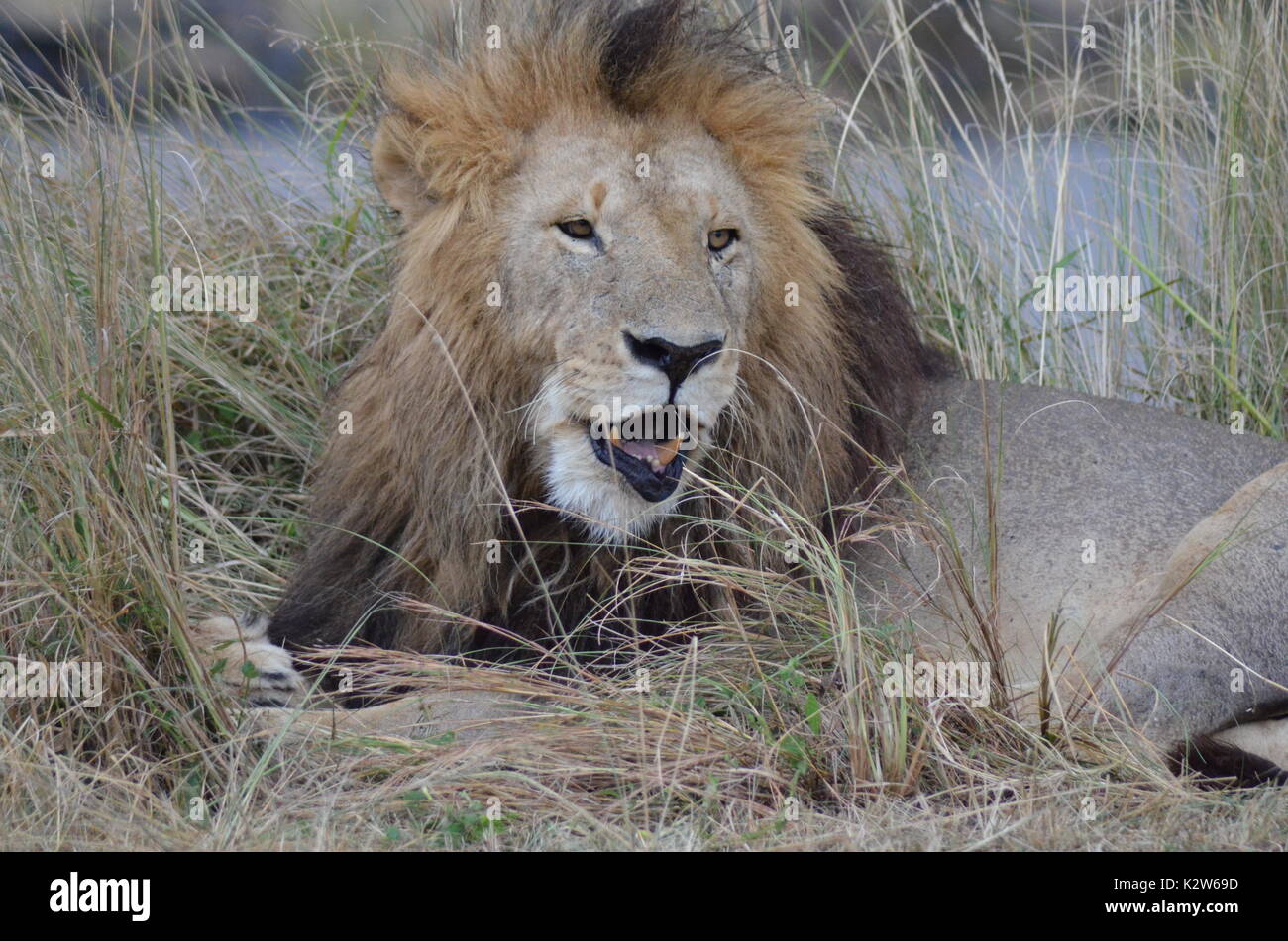 African Cats seen on Safari in their Natural Habitat Stock Photo Alamy