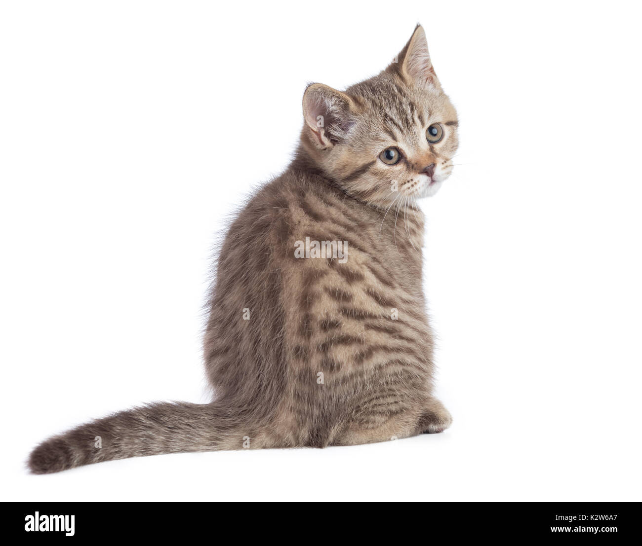 Sitting young cat full length rear view turned to camera isolated Stock ...