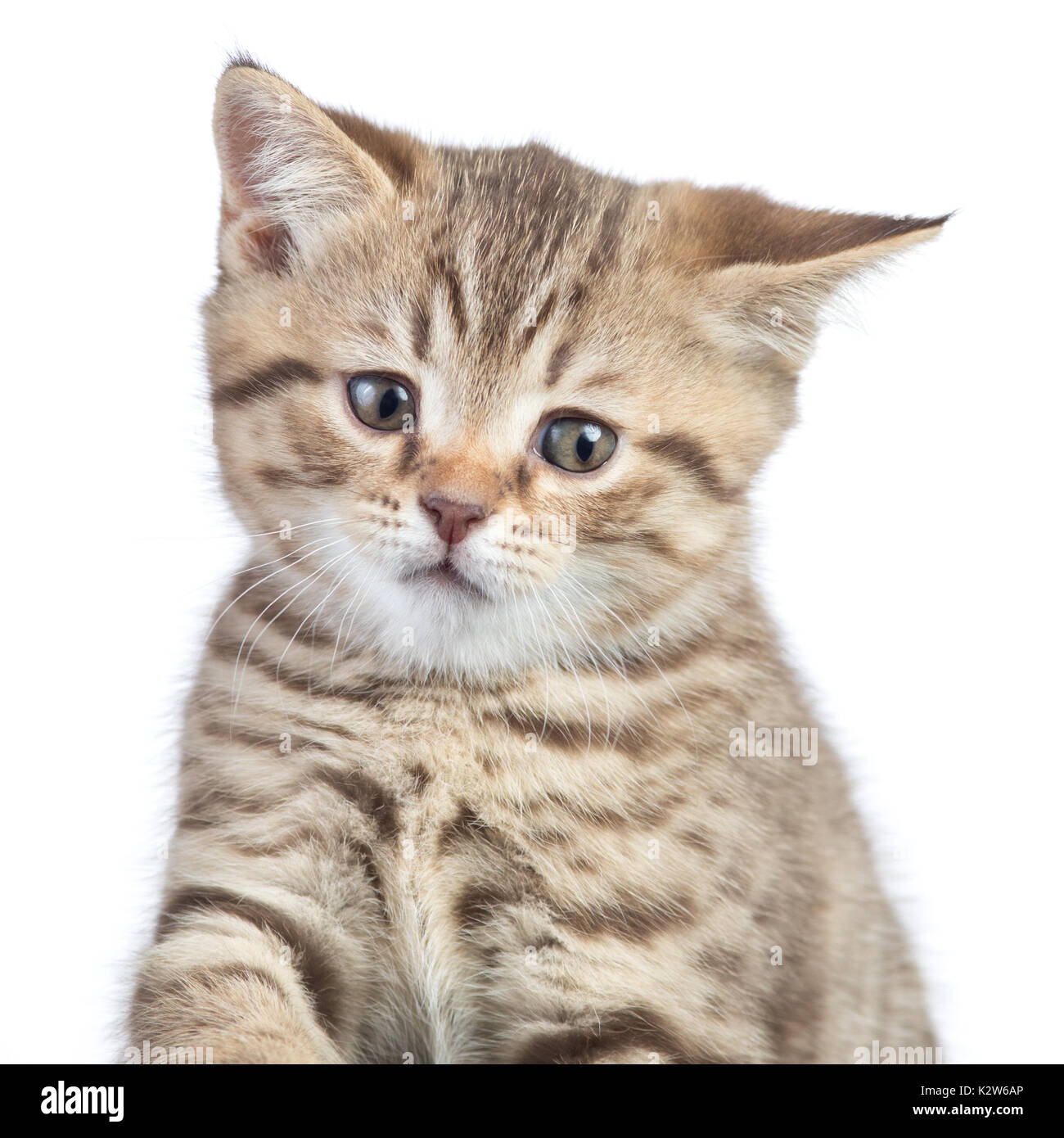 funny confused cat portrait Stock Photo