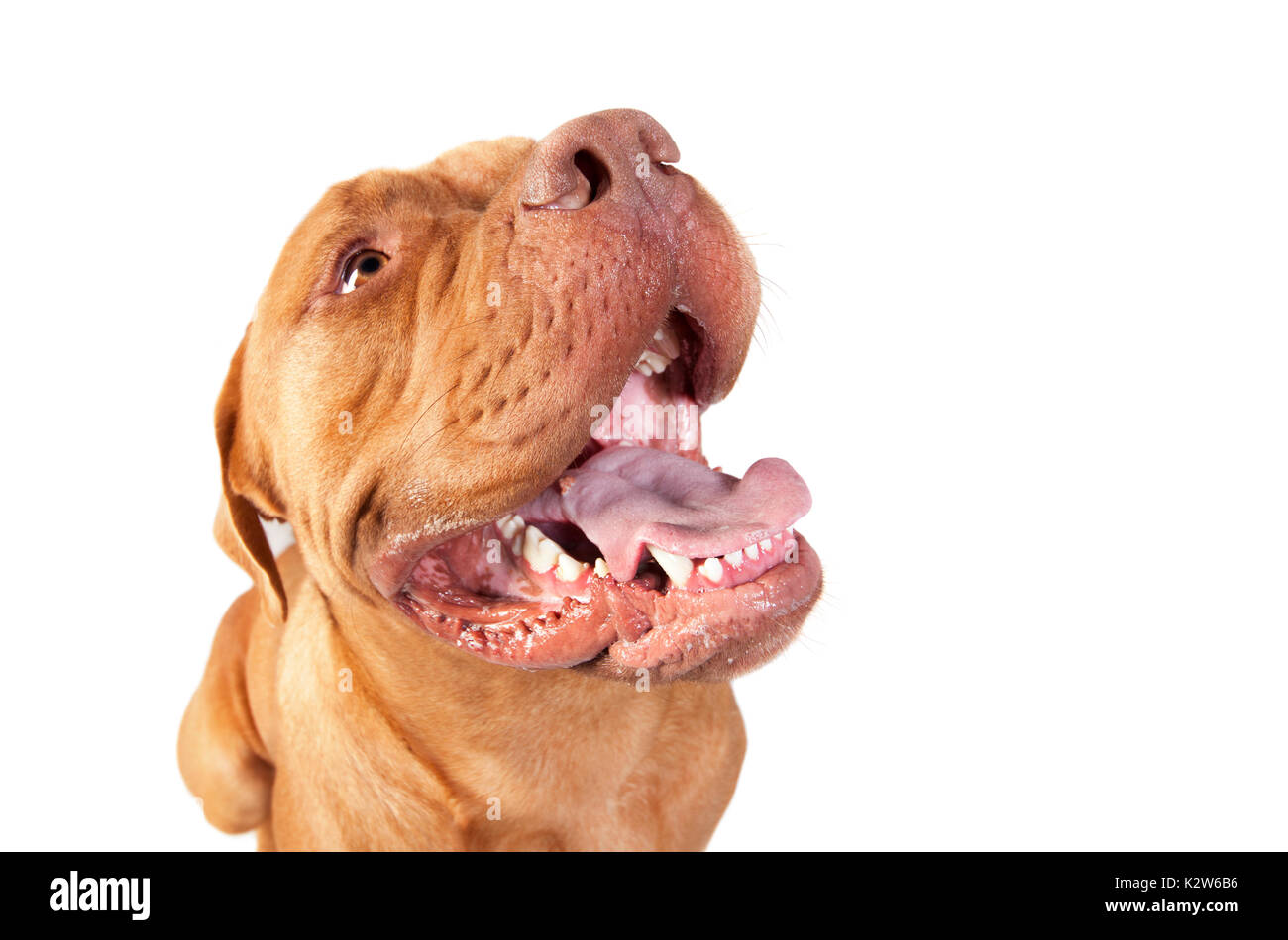 A brown bordeaux dogge head and tongue, background white Stock Photo