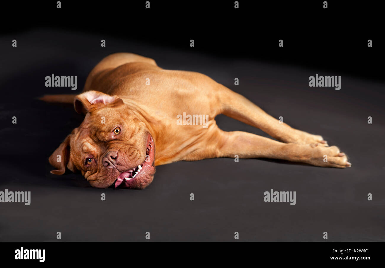 A brown bordeaux dogge lying down and looking to camera, background black Stock Photo