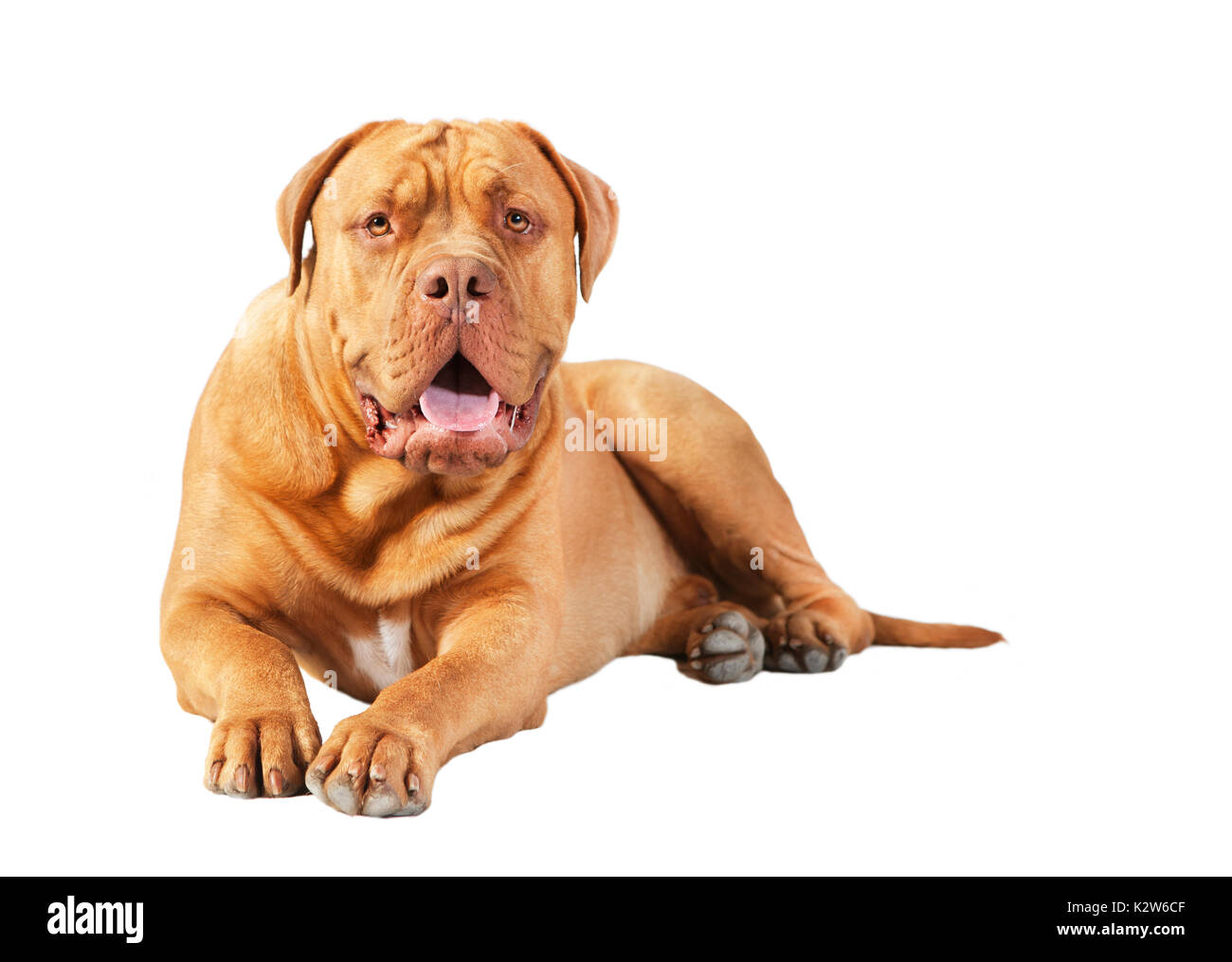 A brown bordeaux dogge lies and looks to the camera, isolated background Stock Photo