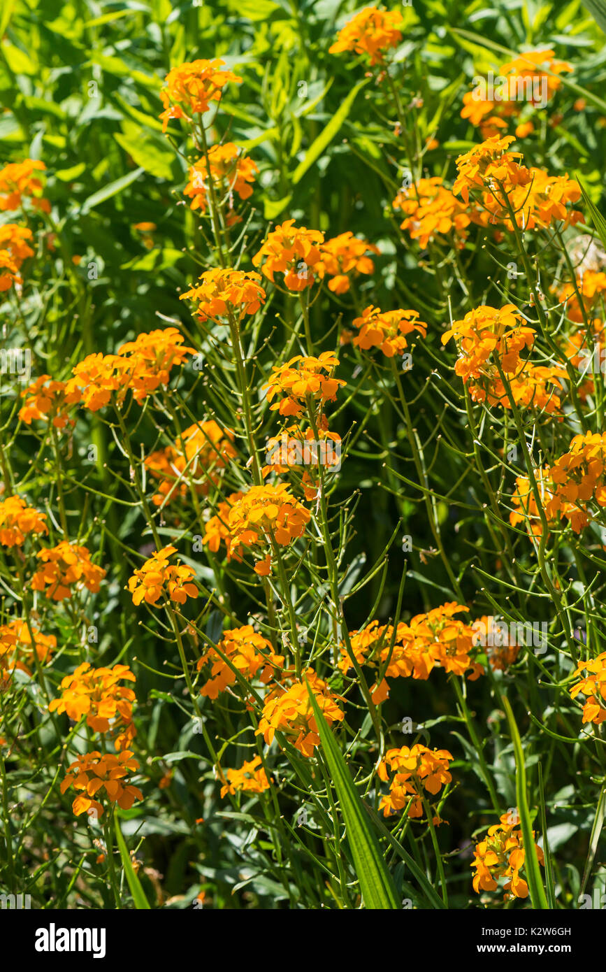 Orange wallflower (Erysimum) Stock Photo