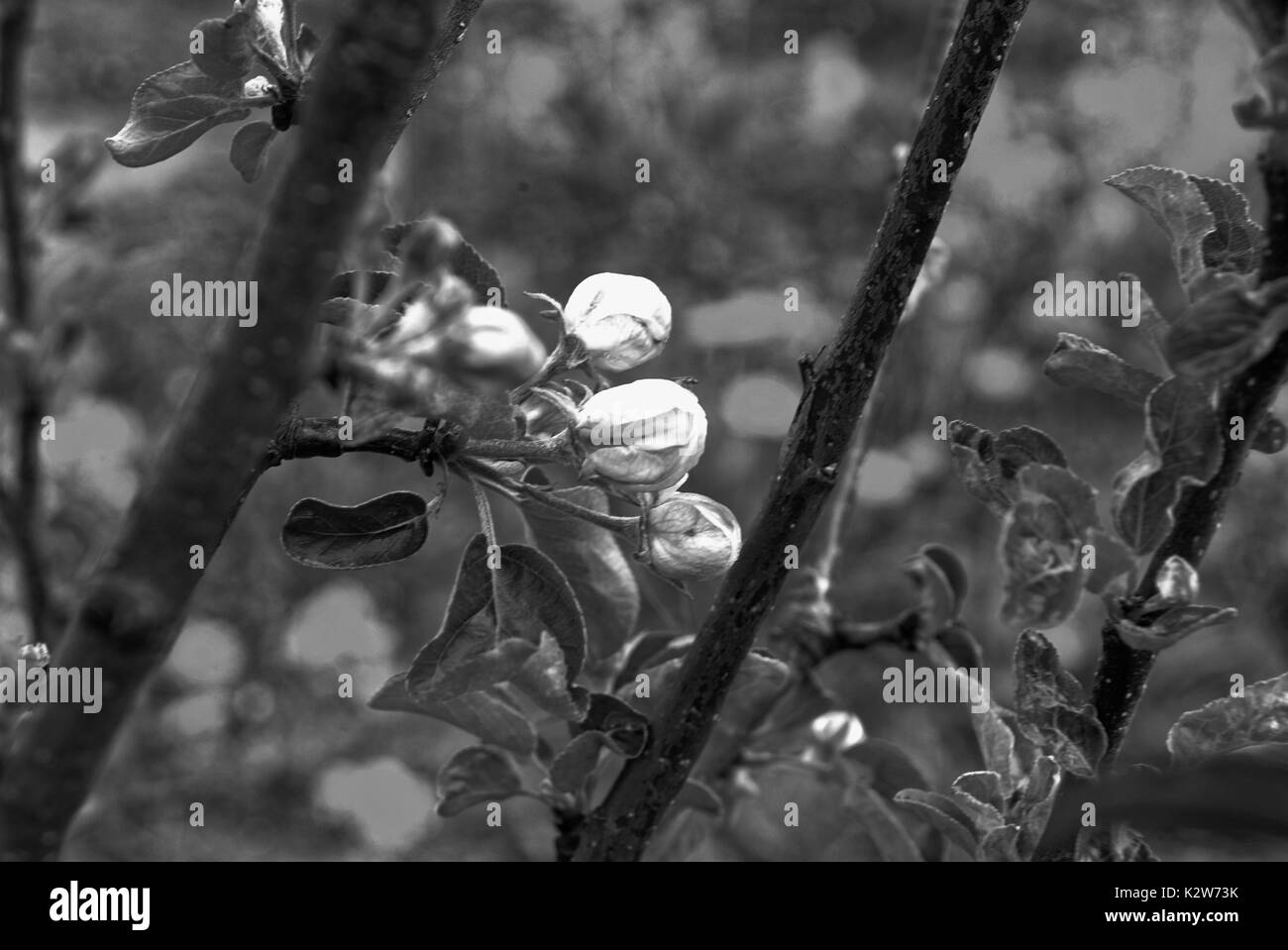 Apple blossoms in early spring on the young Apple tree, Russia Stock Photo