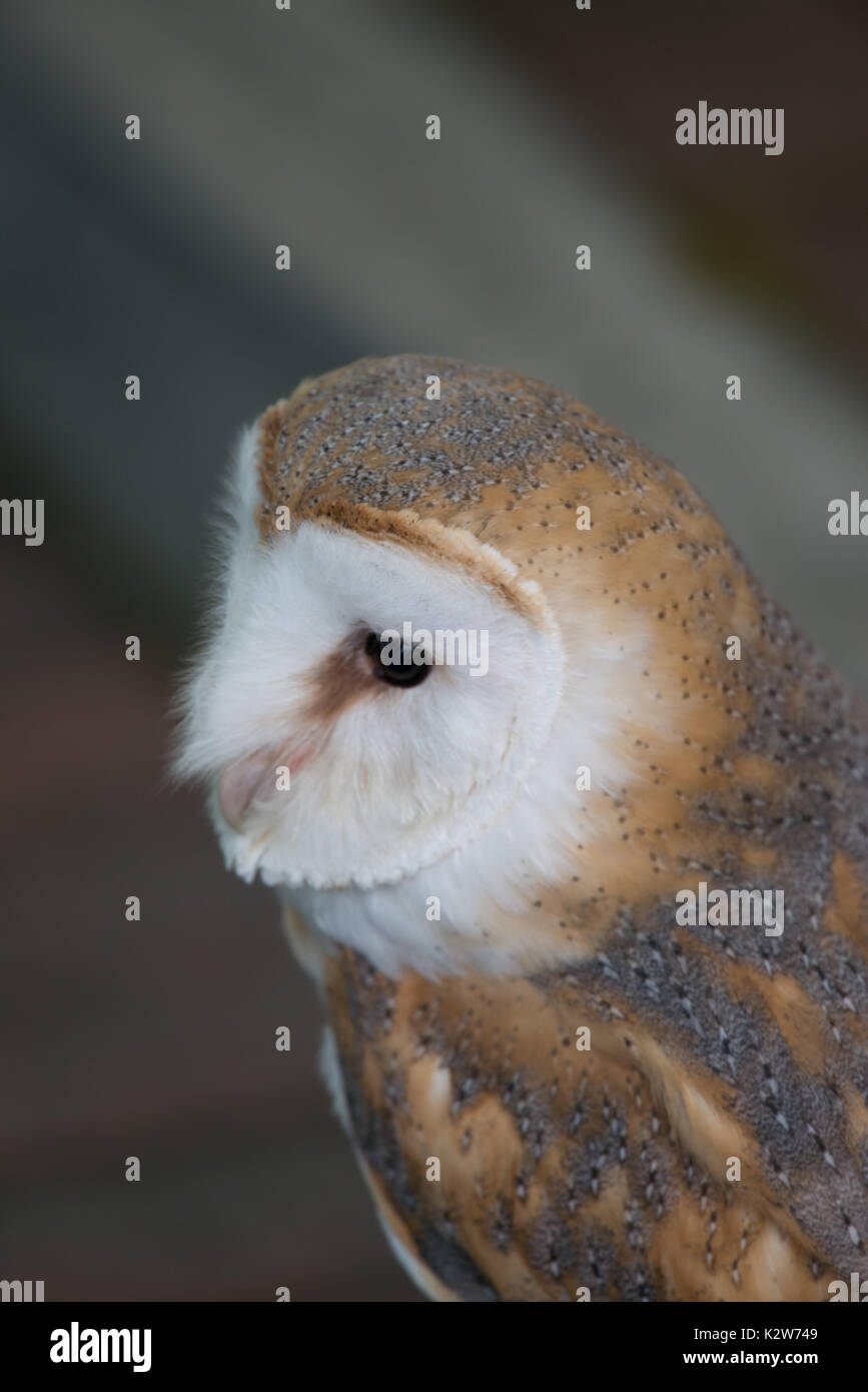 Barn Owl Side View Colour Color Stock Photo 156677033 Alamy