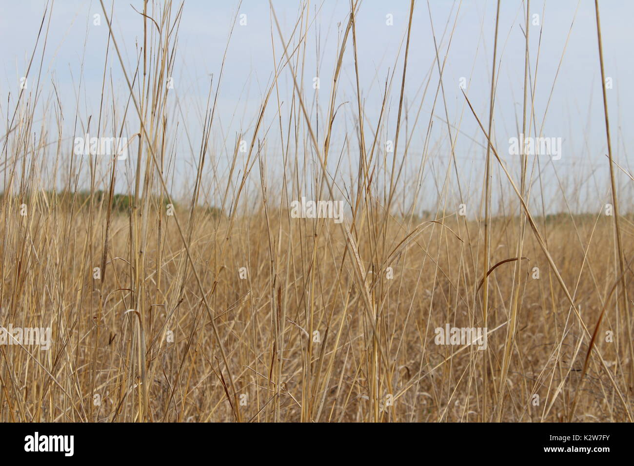 Kansas Mixed Grass Prairie Stock Photo Alamy