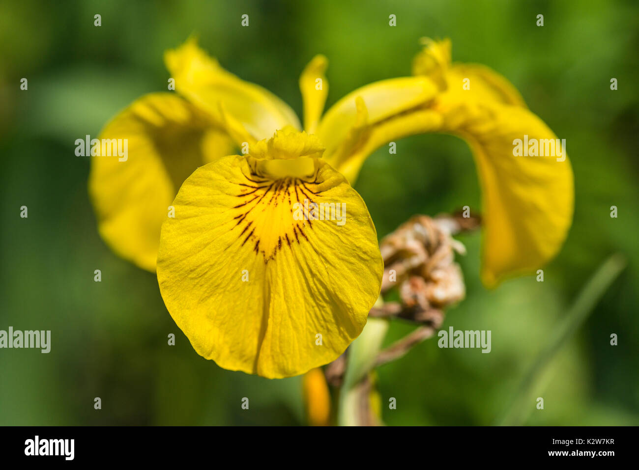 Six lobed flower hi-res stock photography and images - Alamy