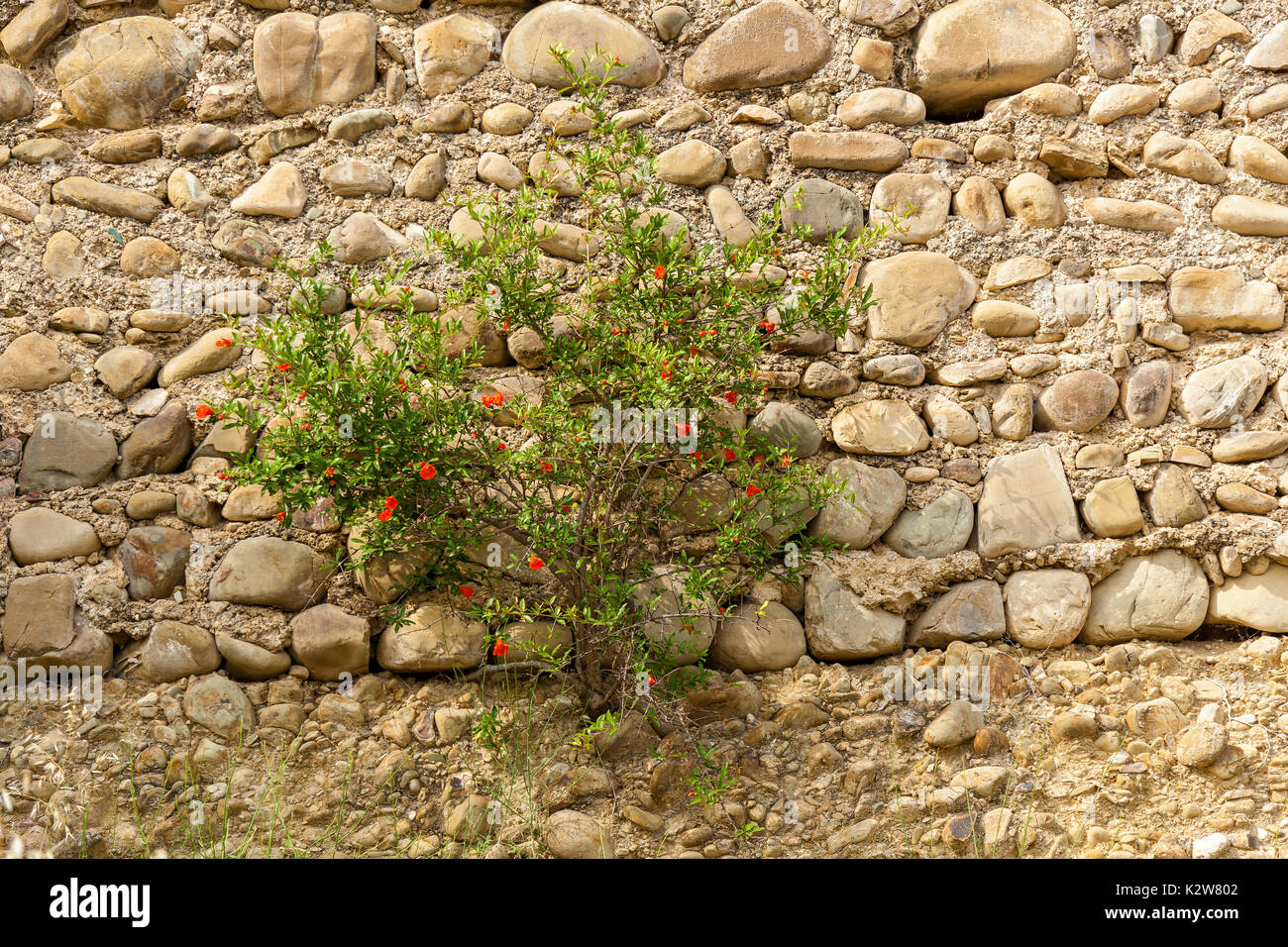 The bush of plant with red flowers grows on the wall of fence from a ...