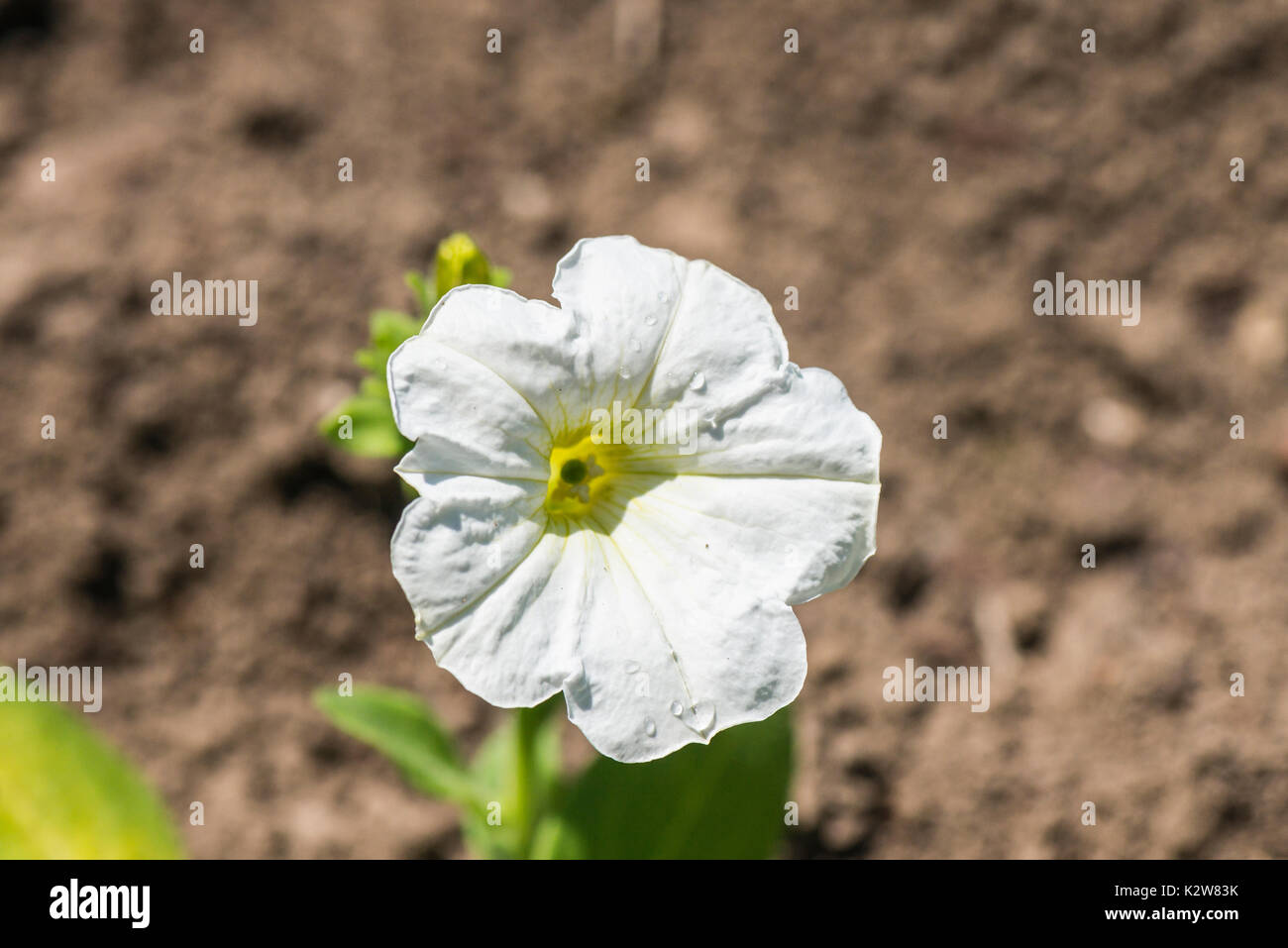 A white petunia (Petunia × atkinsiana Carpet Series) flower Stock Photo