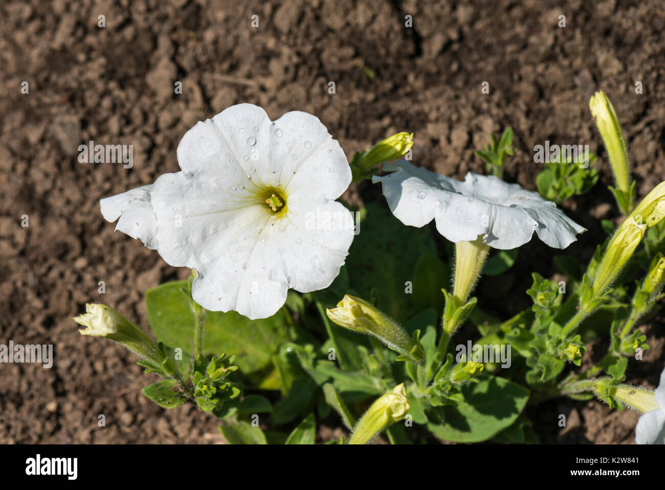 A white petunia (Petunia × atkinsiana Carpet Series) flower Stock Photo