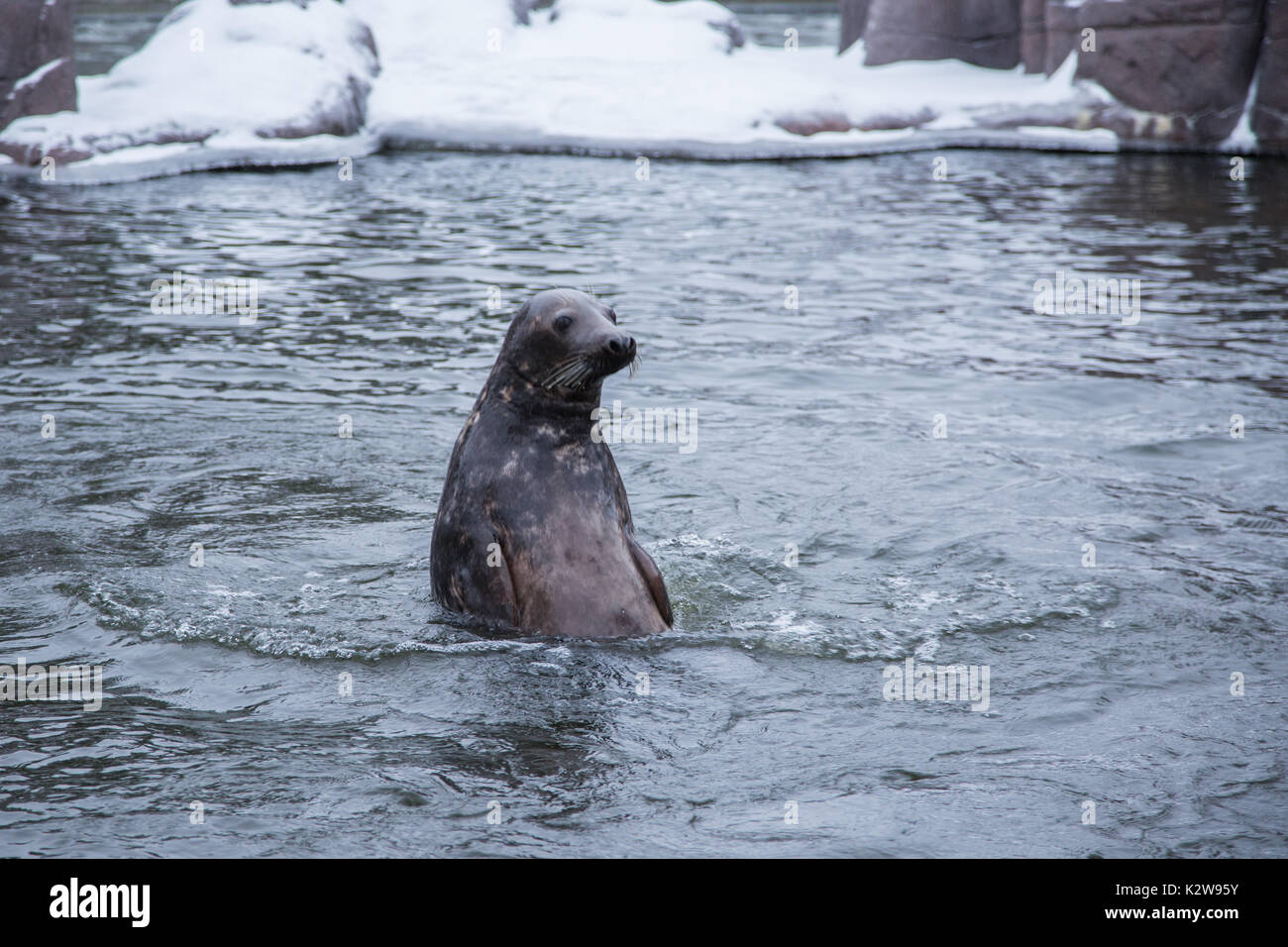 A beautiful portrait of seals in water in a winter Stock Photo Alamy