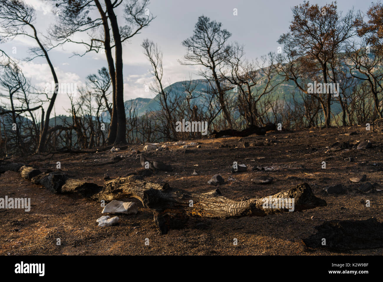 Dramatic image after a vegetation fire in Montenegro Stock Photo
