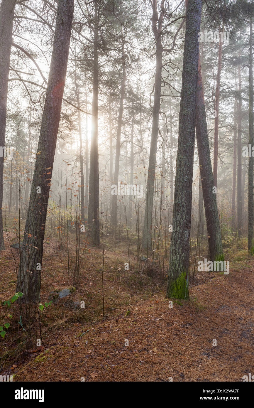 Foggy morning sun light forest Stock Photo