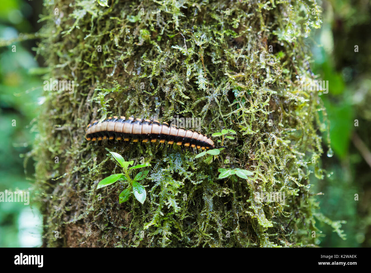 Flat-backed millipede on tree Stock Photo