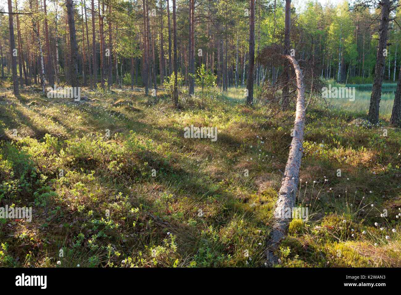 Morning light in forest Stock Photo
