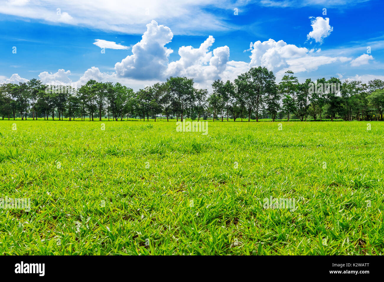 Green grass, Background image of lush grass field under blue sky Stock ...