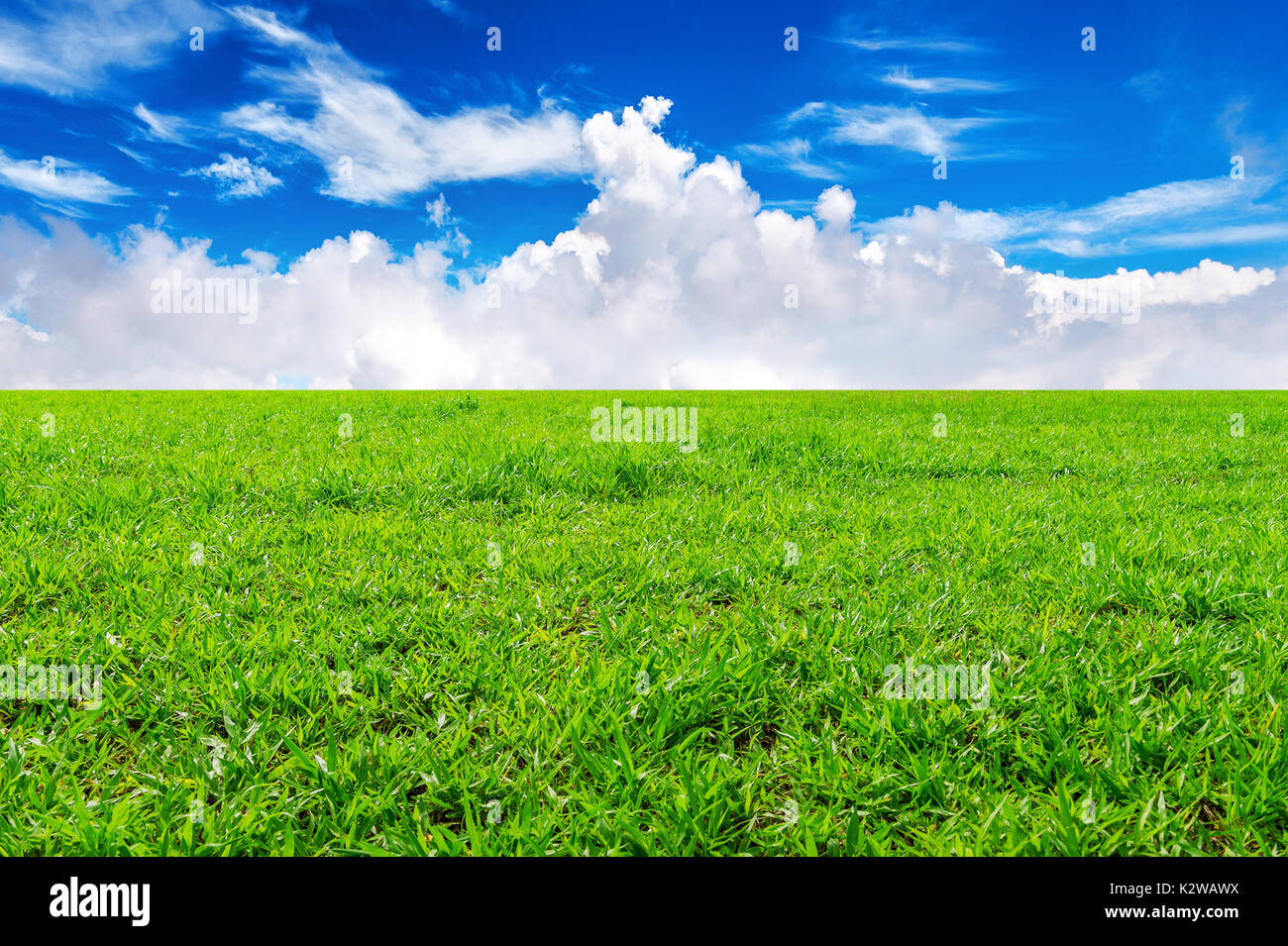 Green grass, Background image of lush grass field under blue sky Stock Photo