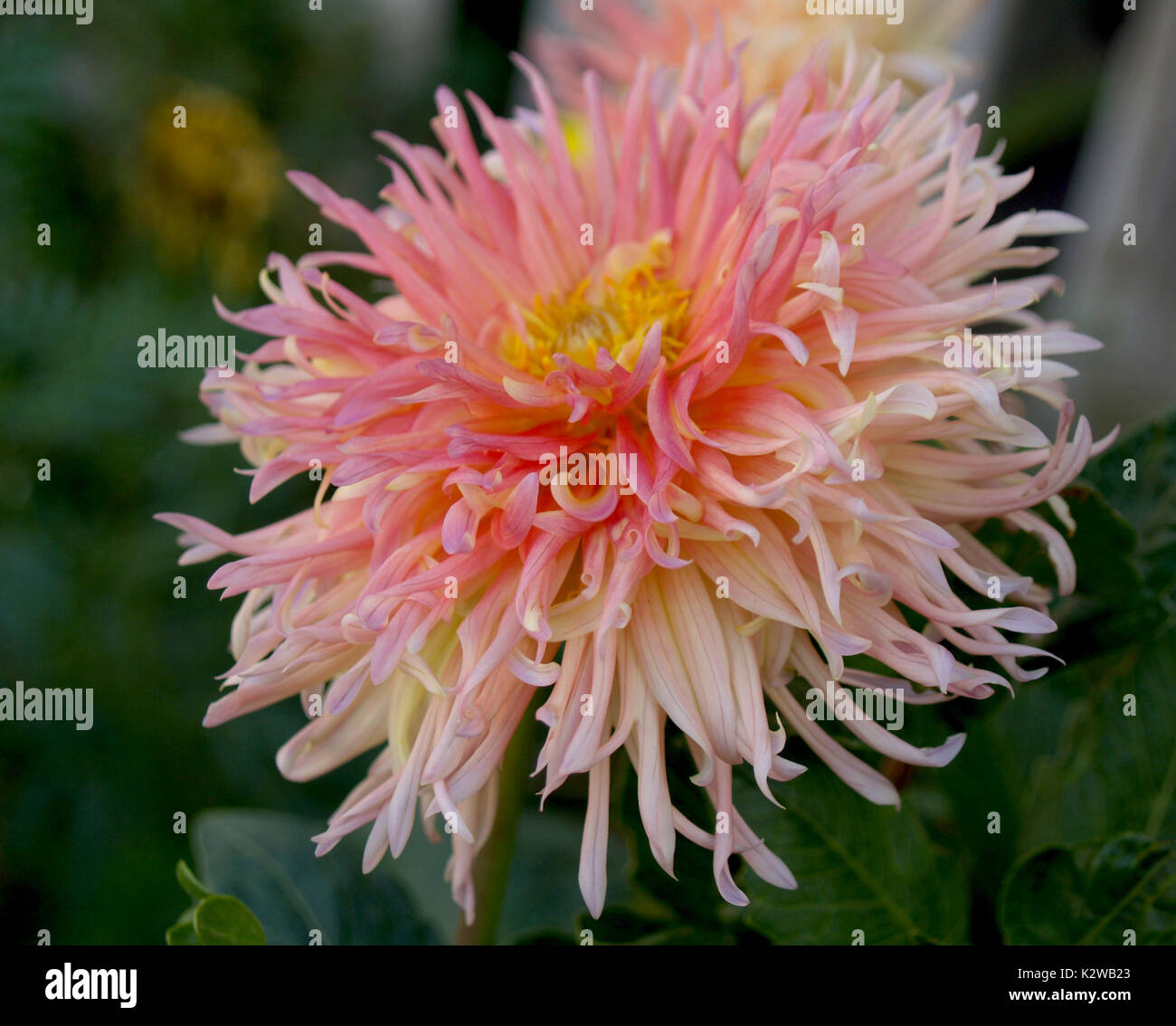 Dahlia explosion hi-res stock photography and images - Alamy