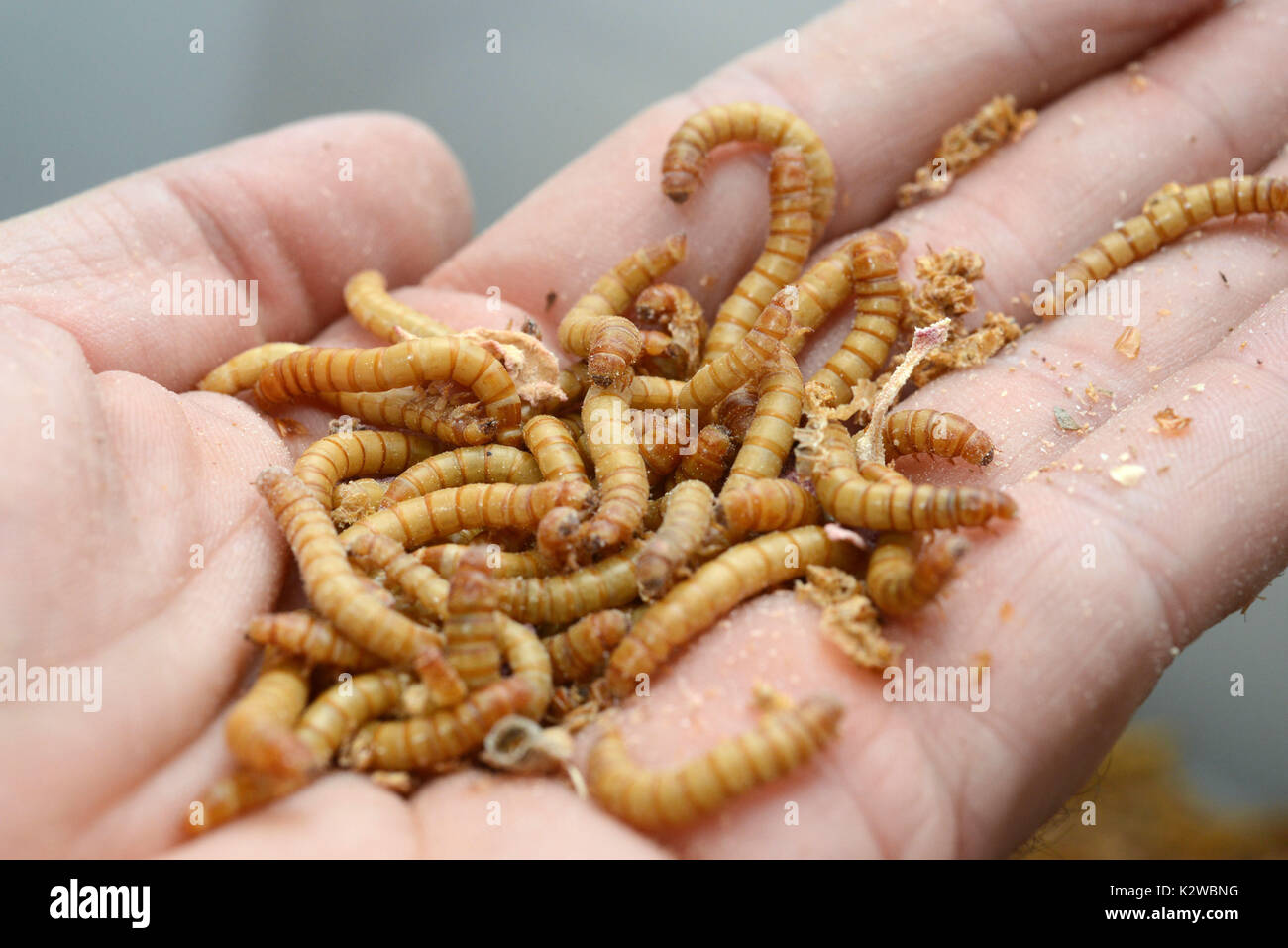 Space Coast Mealworms