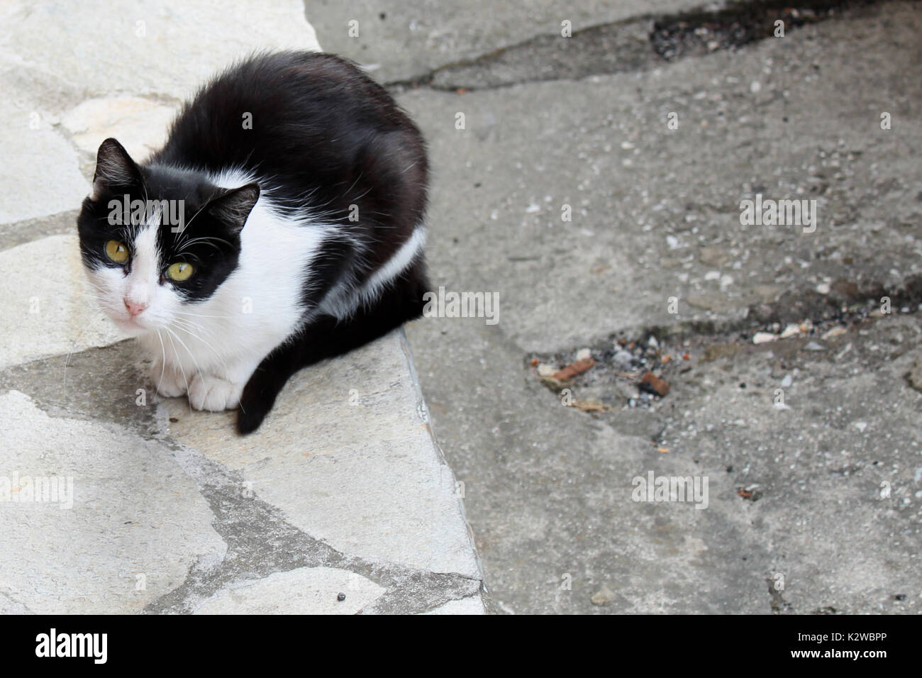 Black and white cat on roadside Stock Photo - Alamy