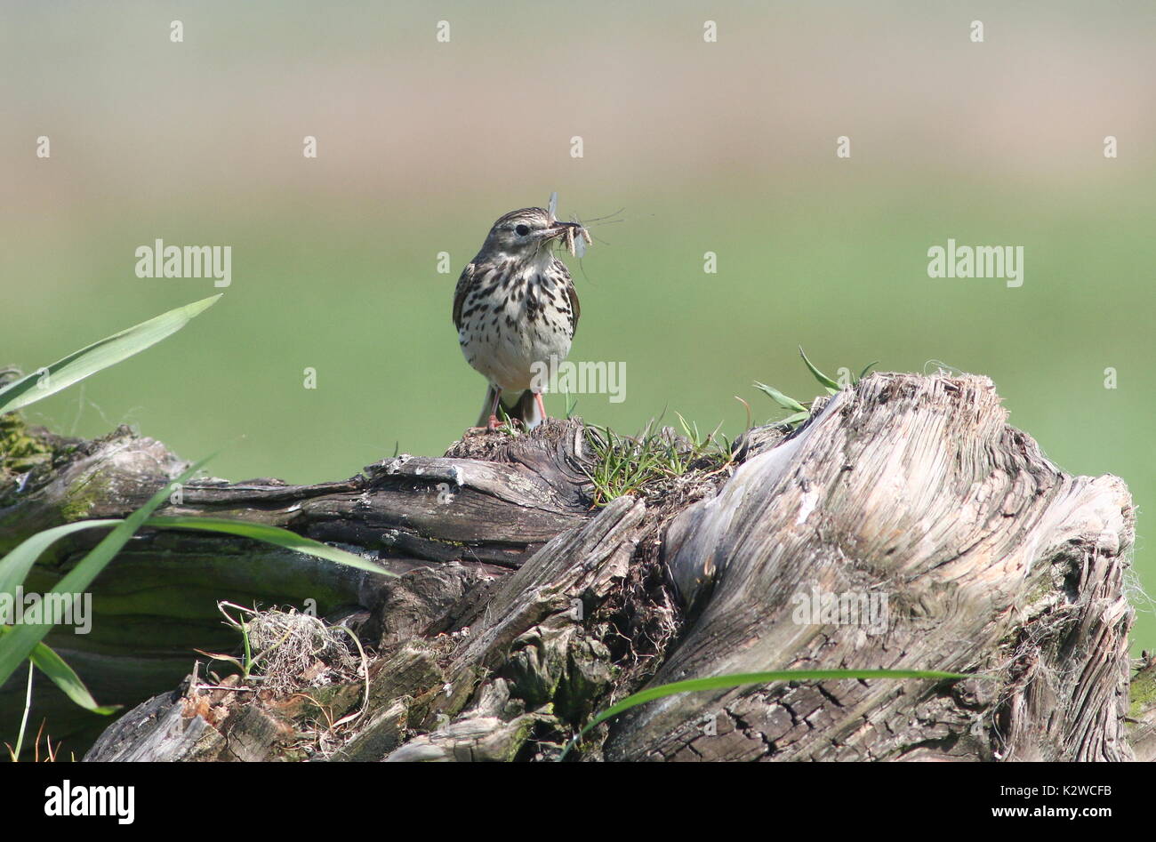 European Meadow Pipit (Anthus pratensis) on a wooden perch. Stock Photo