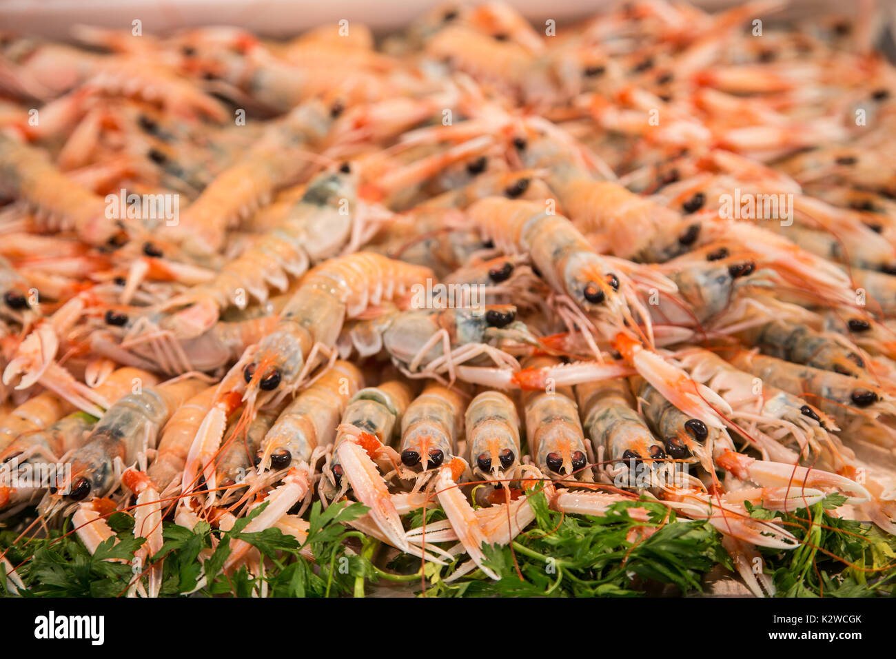 Fresh whole langostino lobsters in a Spanish seafood market Stock Photo Alamy
